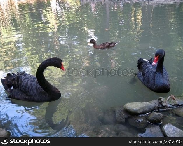 Couple of black swans and grey duck in the lake