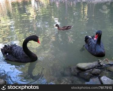 Couple of black swans and grey duck in the lake