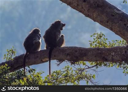 Couple of Chacma baboons seated en trunk in backlit in Kruger National park, South Africa ; Specie Papio ursinus family of Cercopithecidae. Chacma baboon in Kruger National park, South Africa