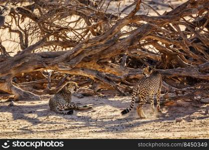 Couple of Cheetahs resting under dead tree shadow in Kgalagadi transfrontier park, South Africa   Specie Acinonyx jubatus family of Felidae. Cheetah in Kgalagadi transfrontier park, South Africa