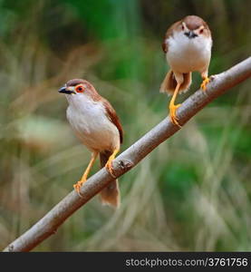 Couple of colorful Yellow-eyed Babbler bird (Chrysomma sinense), standing on a branch, breast profile