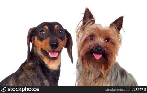 Couple of dog, a dachshund and yorkshire, isolated on a white background
