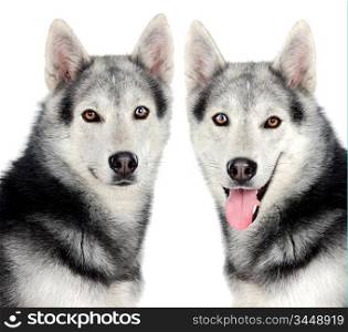 Couple of dogs a over white background