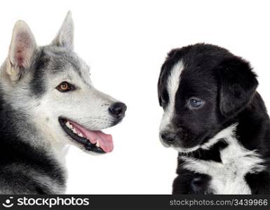 Couple of dogs with different races isolated over white