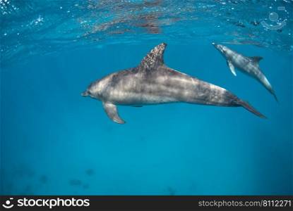 Couple of dolphins  Tursiops aduncus  diving close to the surface. Two Indopacific bottlenose dolphin diving close to the surface