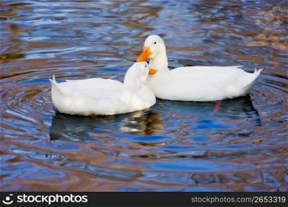 Couple of duck swimming in water
