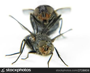 Couple of flies playing happy with white background
