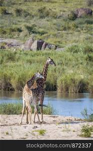 Couple of Giraffes in riverbank in Kruger National park, South Africa ; Specie Giraffa camelopardalis family of Giraffidae. Giraffe in Kruger National park, South Africa