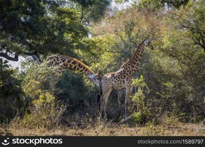 Couple of Giraffes parade in Kruger National park, South Africa ; Specie Giraffa camelopardalis family of Giraffidae. Giraffe in Kruger National park, South Africa