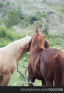 couple of half- wild stallions.liberty. Israel