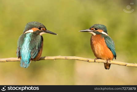 Couple of kingfishers in the nature. Two birds falling in love