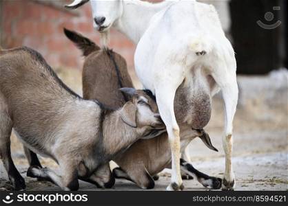 couple of lambs  eating mom goat. farm life 
