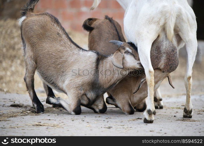 couple of lambs  eating mom goat. farm life 