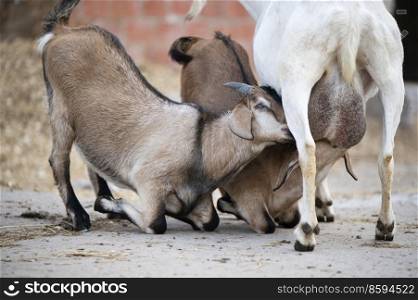 couple of lambs  eating mom goat. farm life 