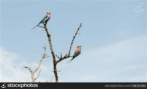 couple of lilac roller bird in africa kruger national park