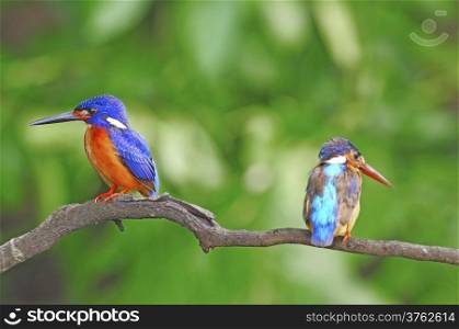 Couple of lovers, Blued-eared Kingfisher (Alcedo meninting)