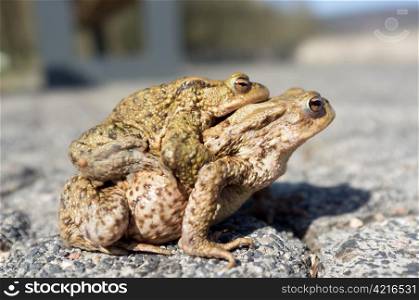 Couple Of mating Toads in spring season