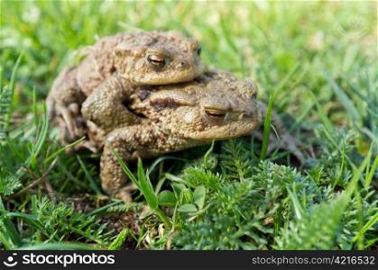 Couple Of mating Toads in spring season