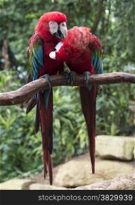 couple of red parrots in love on tree