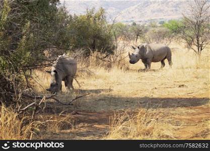 Couple of rhinos grazing on the savannah in the hot sun on dry plains with grass