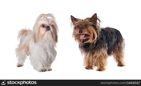 Couple of small dogs on a over white background