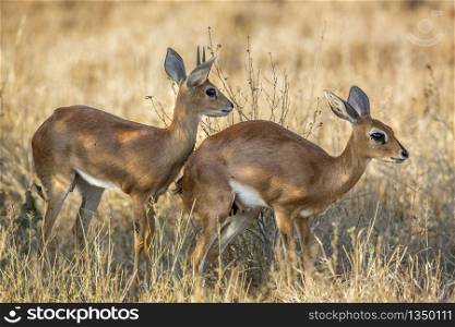 Couple of Steenboks in dry savannah in Kruger National park, South Africa ; Specie Raphicerus campestris family of Bovidae. Steenbok in Kruger National park, South Africa