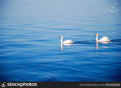 Couple of sunlit graceful white swans in a calm blue water
