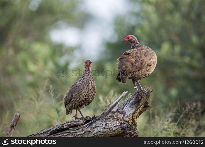 Couple of Swainson&rsquo;s Spurfowl perched on log in Kruger National park, South Africa ; Specie Pternistis swainsonii family of Phasianidae. Swainson&rsquo;s Spurfowl in Kruger National park, South Africa