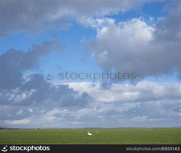 couple of swans in green meadow under cloudscape near amersfoort and eemnes in the netherlands