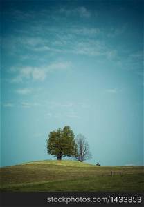Couple of trees standing alone on a hilltop in Neuheim, Canton of Zug, Switzerland