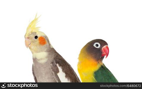 Couple of tropical birds. Couple of tropical birds isolated on a white background