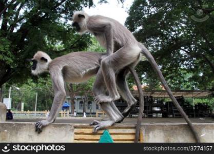 Couple of two longtail macaques in the park near tree