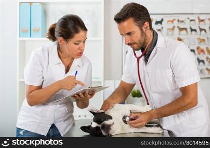 Couple of veterinary conducting a review of a French bulldog