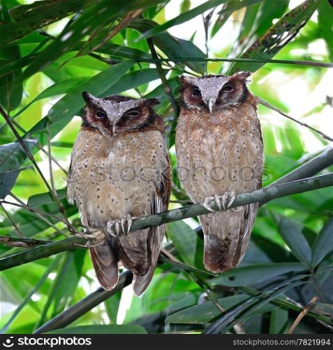 Couple of White-fronted Scops Owl (Otus sagittatus), standing together on the bamboo tree branch