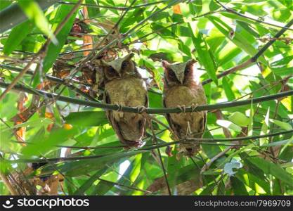 Couple of White-fronted Scops Owl (Otus sagittatus), standing together on the bamboo tree branch