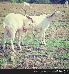 Couple of White Goats Grazing on Green Pasture in Spain, Instagram Effect