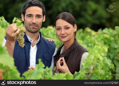couple of wine-growers in vineyards