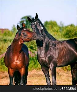 couple of wonderful Trakehner stallions in meadow