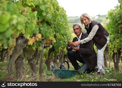 Couple picking and examining grapes