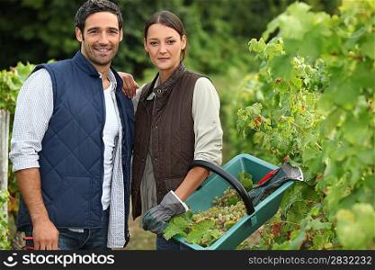 Couple picking grape vines