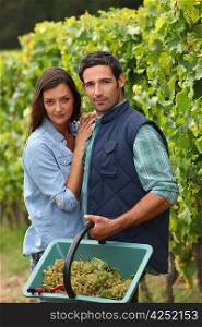 Couple picking grapes
