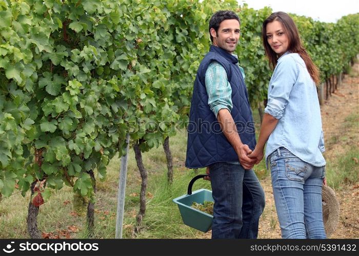 Couple picking grapes