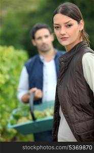 Couple picking grapes off vine