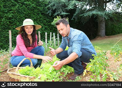 Couple picking lettuces in vegetable garden