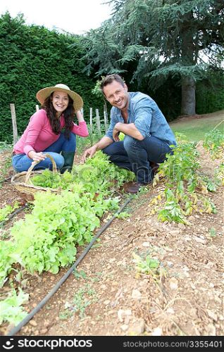 Couple picking lettuces in vegetable garden