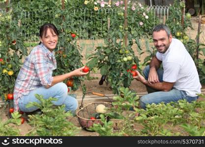 Couple picking tomatoes