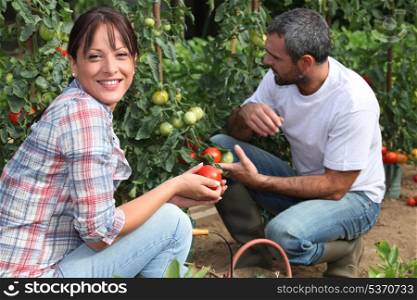 Couple picking tomatoes in garden