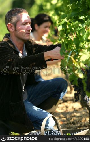 Couple pruning vines