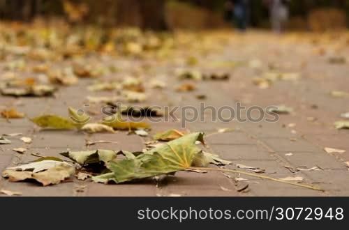 couple walk in autumn park