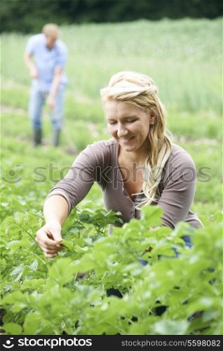 Couple Working In Field On Organic Farm